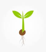 150x170 Bean Seedling Clip Art