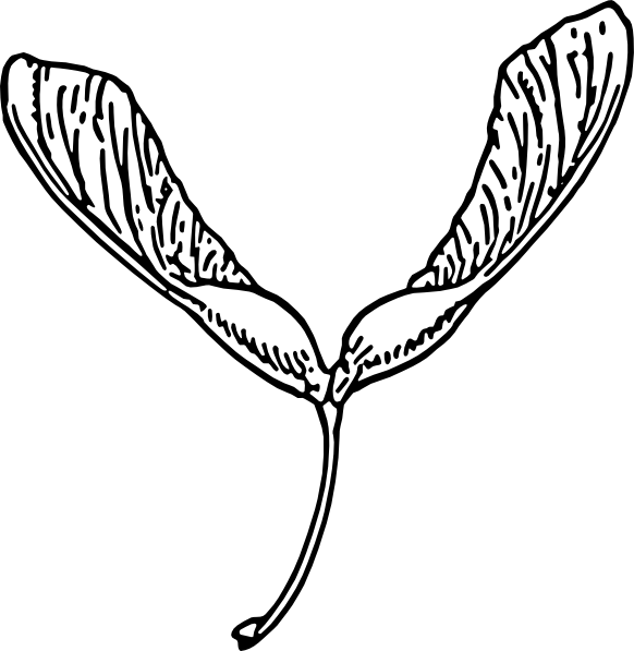 582x597 Helicopter Seeds Clip Art