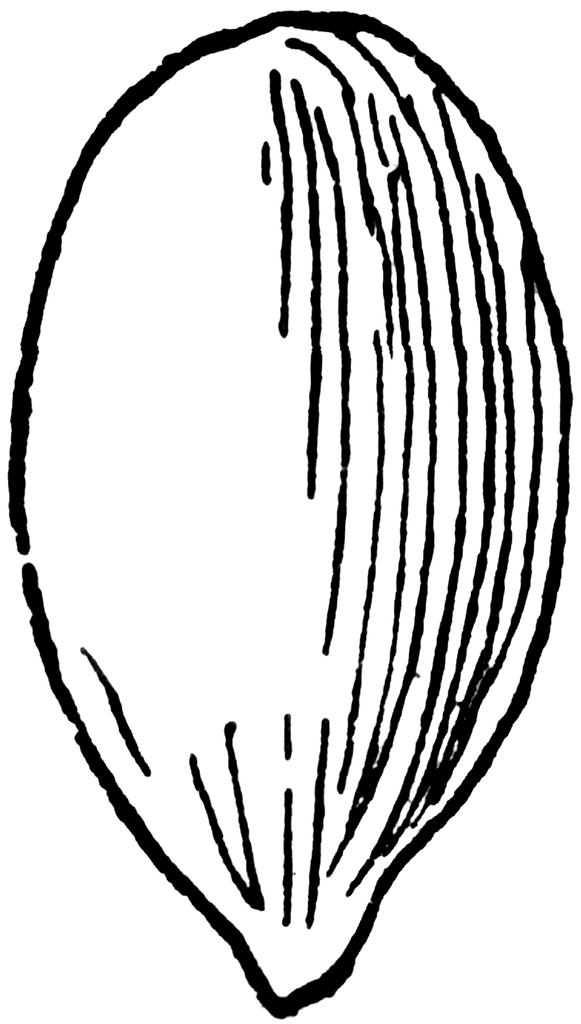 581x1024 Watermelon Seeds Clipart