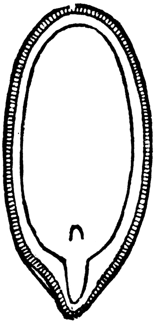 310x640 Flax Seed Clipart Etc