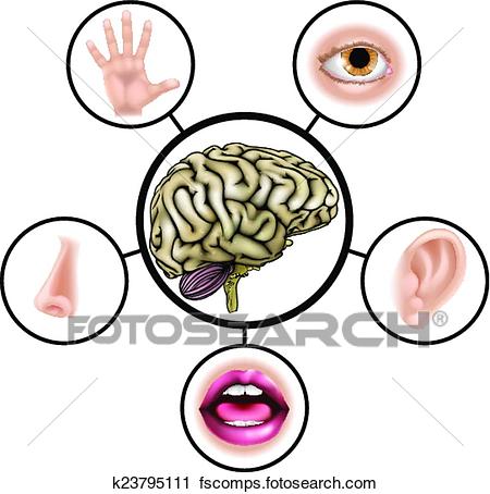 450x454 Clipart Of Five Senses Brain K23795111