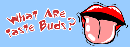 436x158 What Are Taste Buds