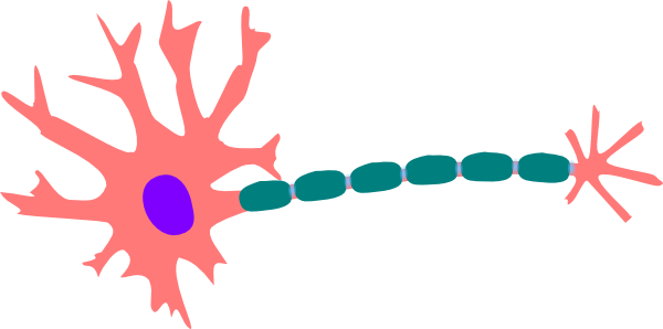 600x298 Healthy Neuron Clip Art