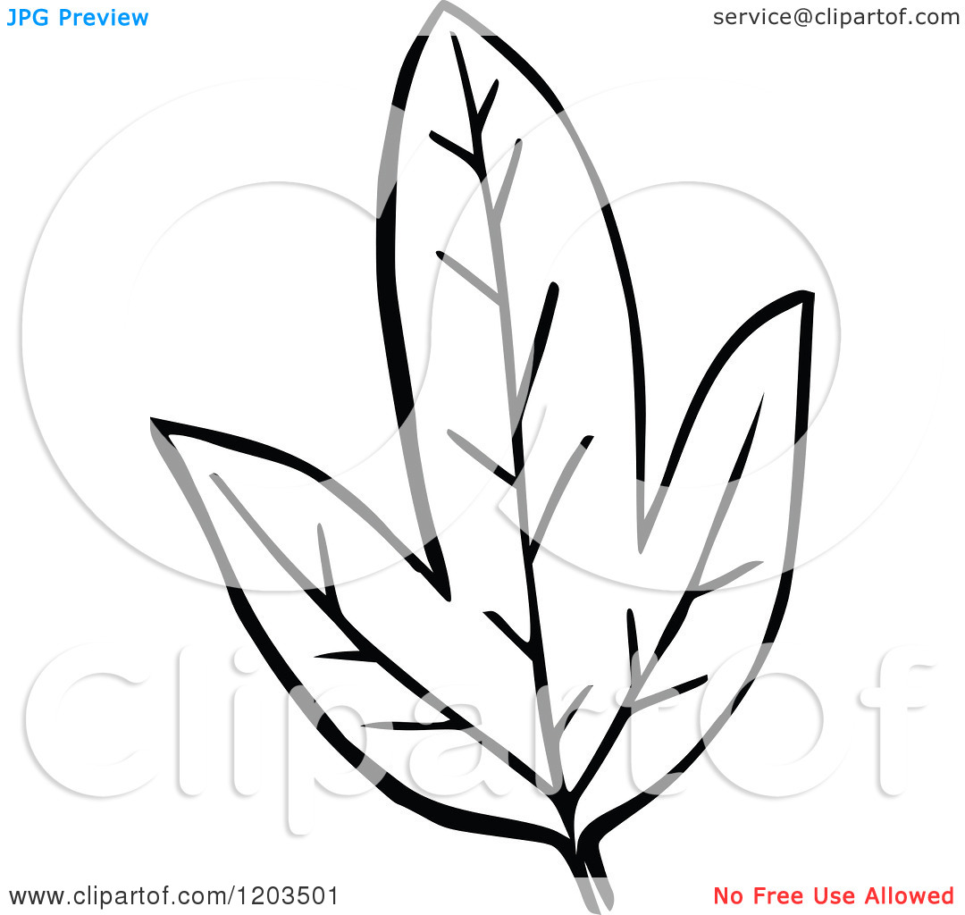 1080x1024 Leaf Black And White Clipart