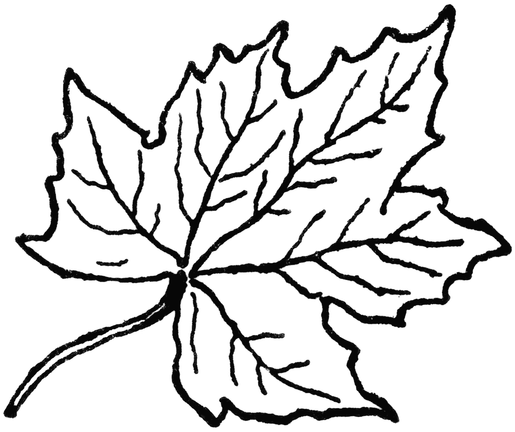 1024x860 Leaves Black And White September Leaves Clipart Black And White