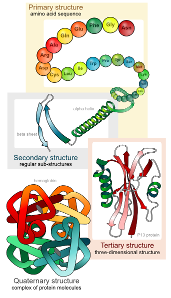 342x597 Main Protein Structure Levels En Clip Art