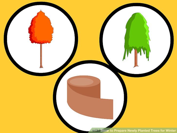 728x546 Shade Tree Clip Art