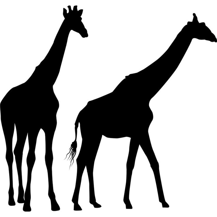 736x736 Shadow Clipart Giraffe