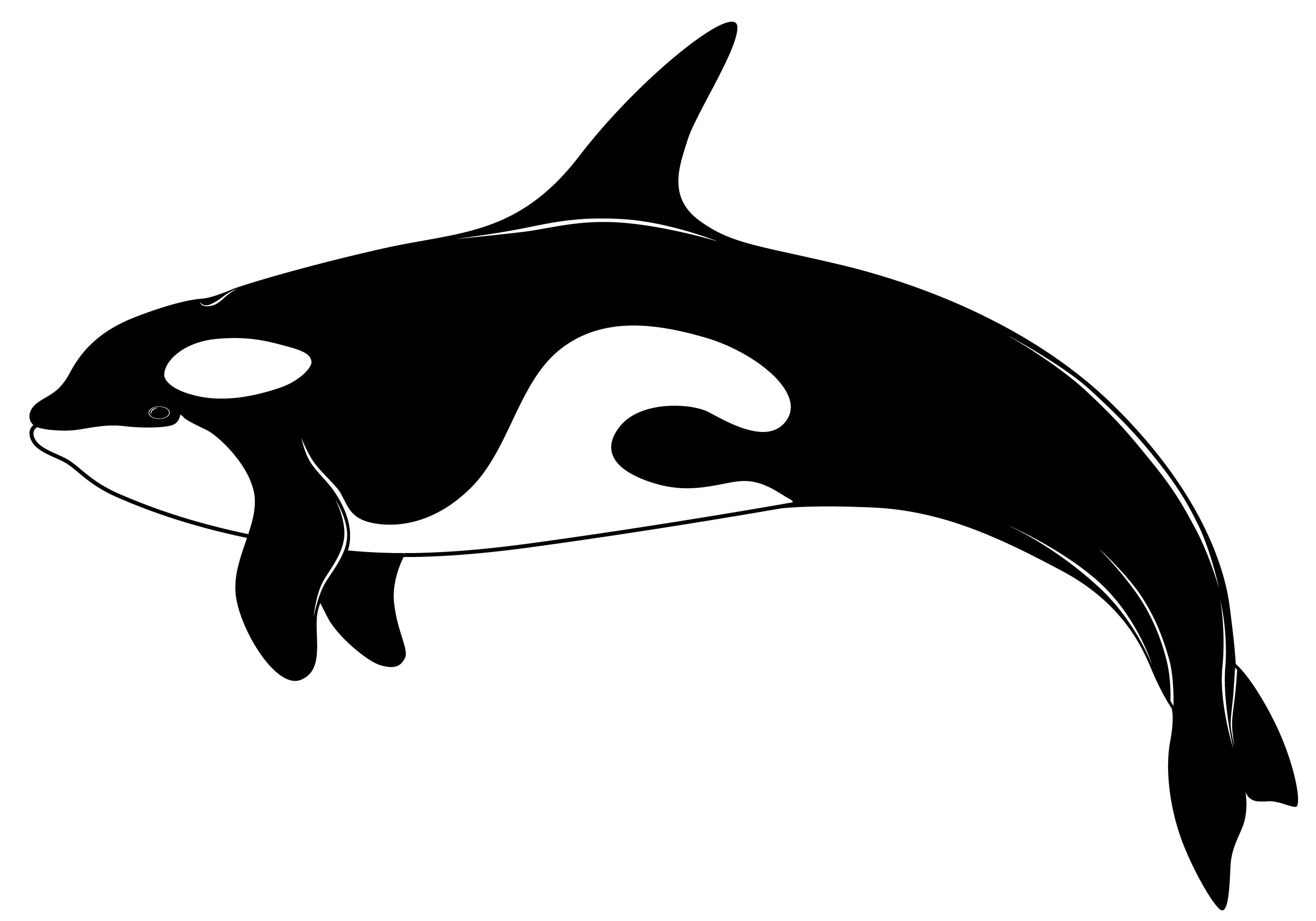 3000x2100 Killer Whale Orca Blackfish Seawolf Clipart Graphics Free Clip Art