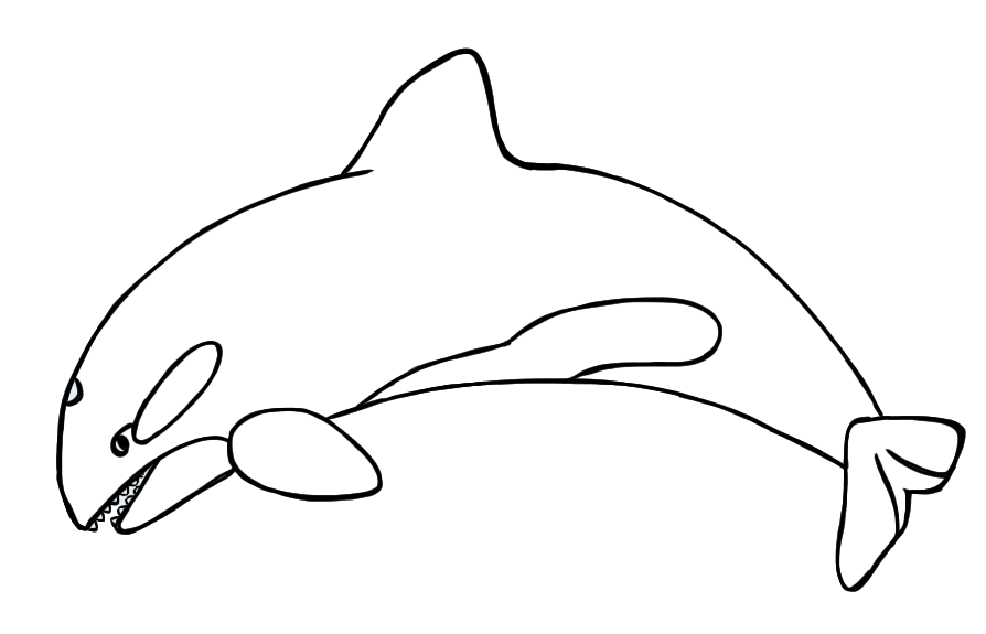 894x575 Orca Clipart Free Images