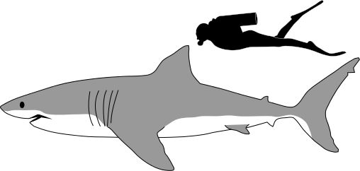 508x242 White Shark Clipart