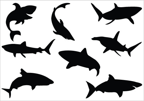 501x352 Shadows Clipart Shark