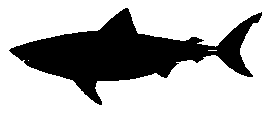 549x233 Silhouette Shark Clipart, Explore Pictures