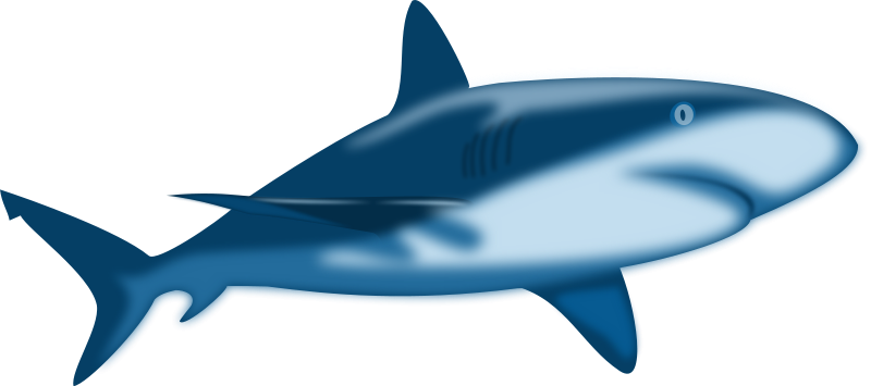 800x355 Top 88 Shark Clip Art