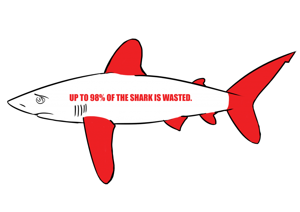 1024x724 Shark Finning Facts Amp Information