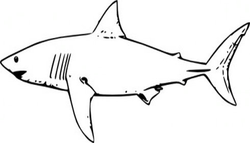 490x280 Shark Fin Outline Free Clipart Images