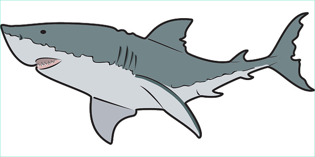 620x310 Shark Clip Art