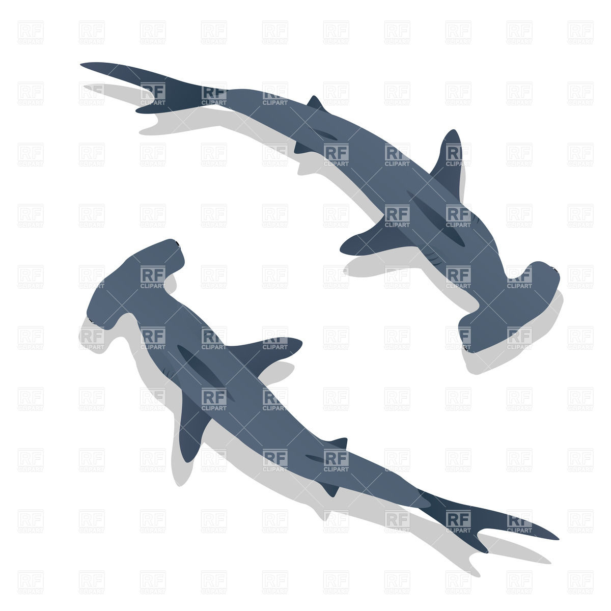 1200x1200 Species Of Shark