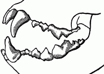 210x150 Clip Art Shark Teeth Clip Art