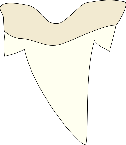 512x589 Shark Tooth Clipart I2clipart