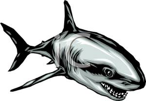 300x207 Art Image A Gray Shark With Sharp Teeth