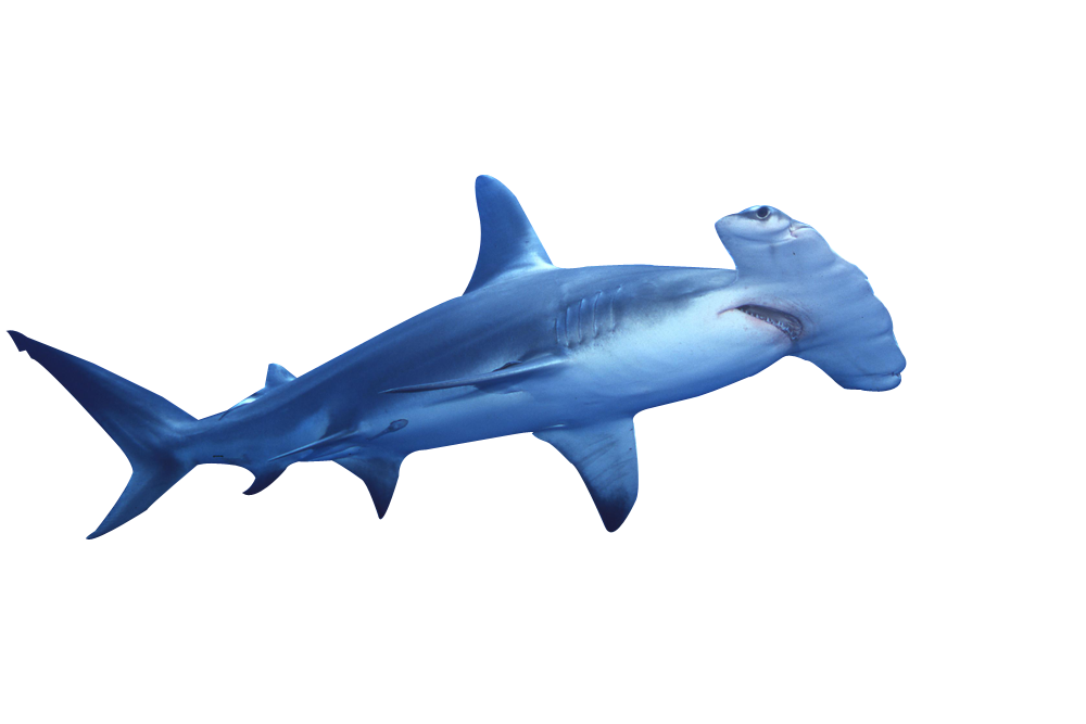 1000x667 Hammerhead Shark Clip Art Sea Animals Clip Art