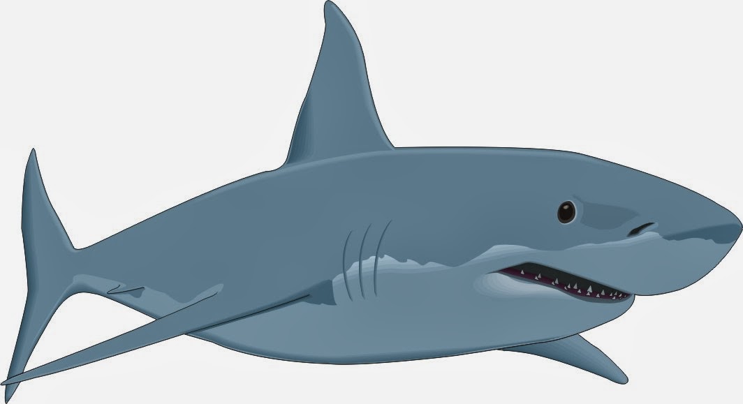 1064x579 Cartoon Great White Shark