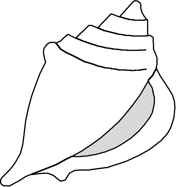 602x639 Top 65 Shell Clip Art