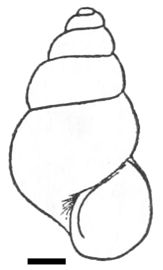 325x536 Fileblanfordia Simplex Shell.png