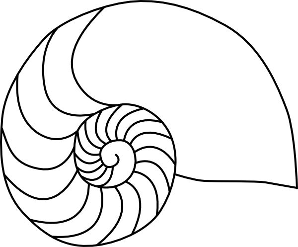 600x497 Nautilus Shell Clipart