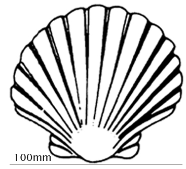 367x334 Scallop Shell Outline