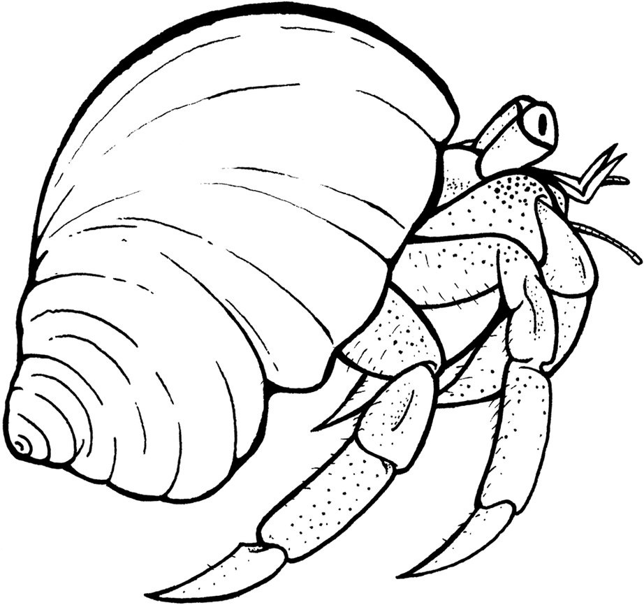 922x866 Shell Clipart Coloring Page