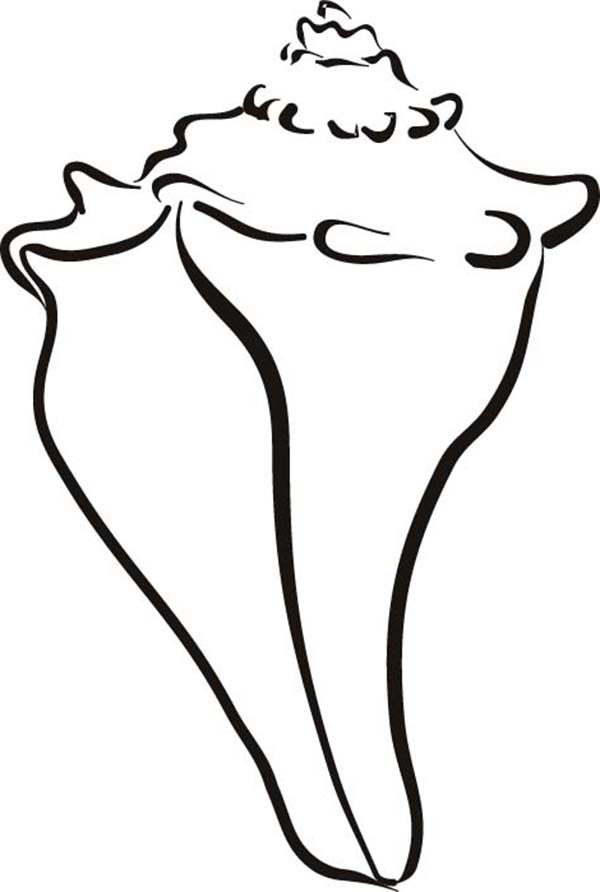 600x892 Conch Shell Outline