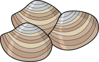 320x202 Shellfish Information Cumberland Me