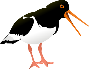 300x233 Oyster Catcher Bird Clip Art