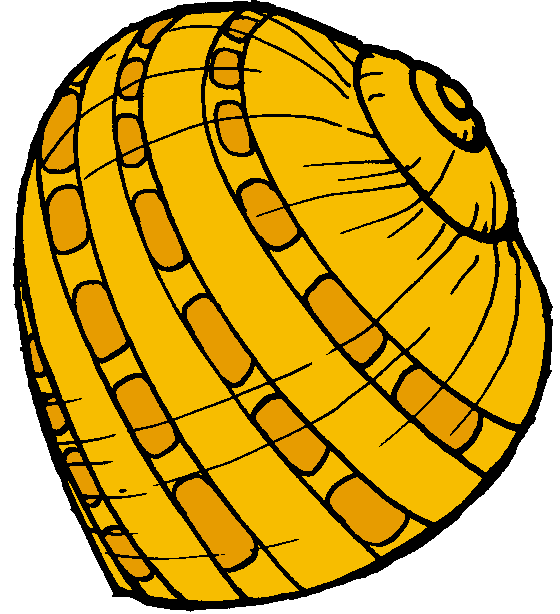 560x614 Snail Shell Clipart