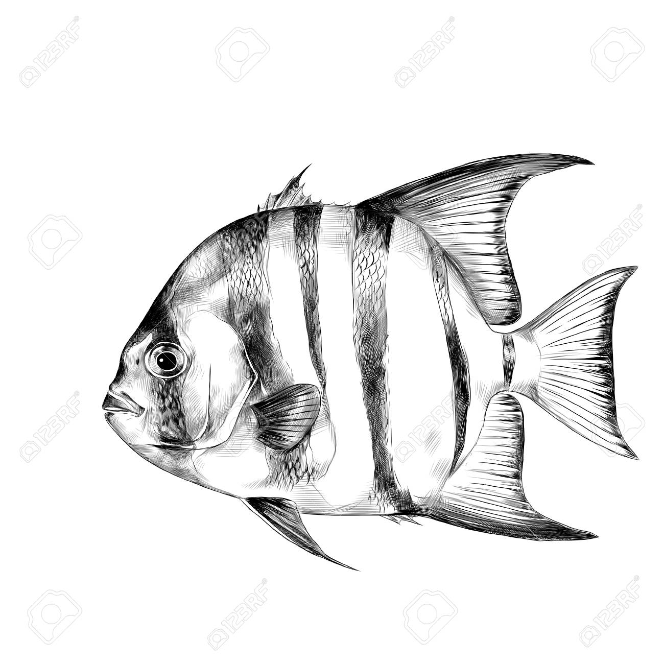 1300x1300 Atlantic Fish Shovel Sketch Vector Graphics Black And White