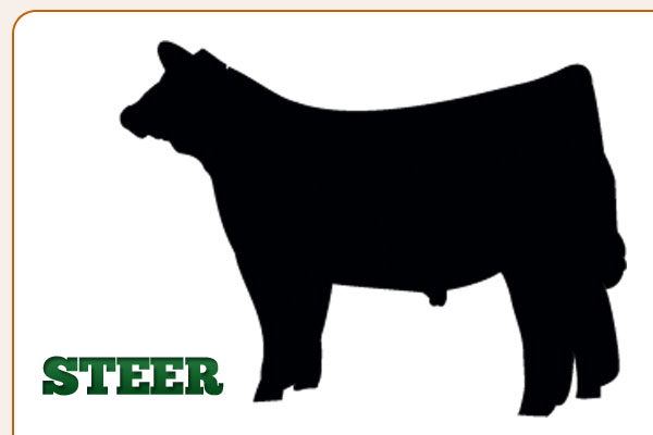 600x400 Show Steer Clip Art