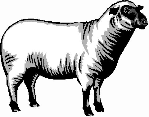480x378 H Lamb Clipart