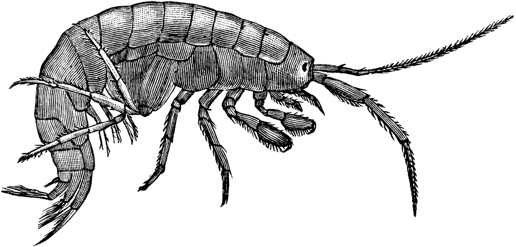 1024x490 Steamed Shrimp Clipart Image 2