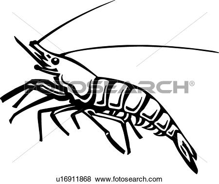 450x378 Drawn Shrimp Clipart