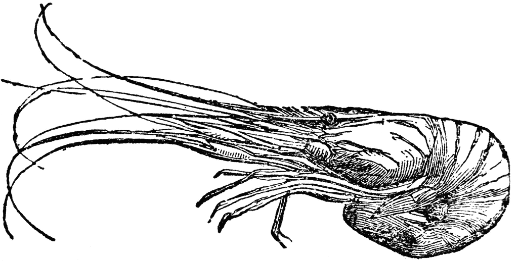 1024x517 Shrimp Clipart Black And White Clipartfest Wikiclipart