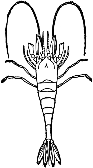 353x640 Shrimp Clipart Etc 5 Image