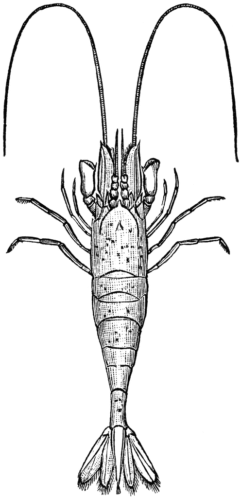 496x1024 Shrimp Clipart Etc Recipes Dishmaps 3