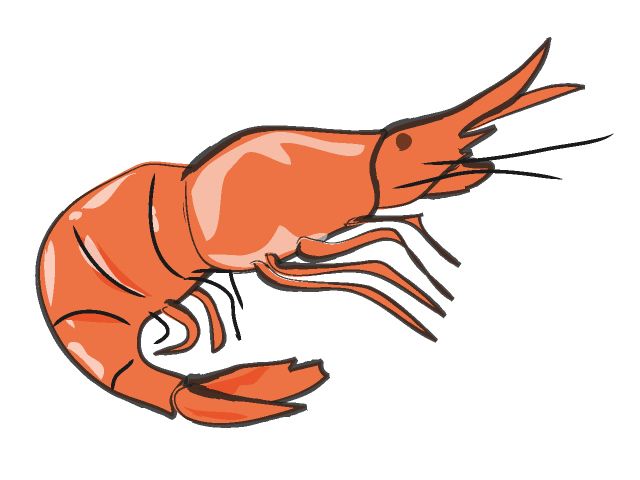 640x480 Shrimp Graphic Art Shrimp Clip Art Images Download Prawn Image