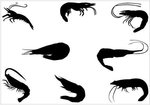 500x350 Black Clipart Shrimp