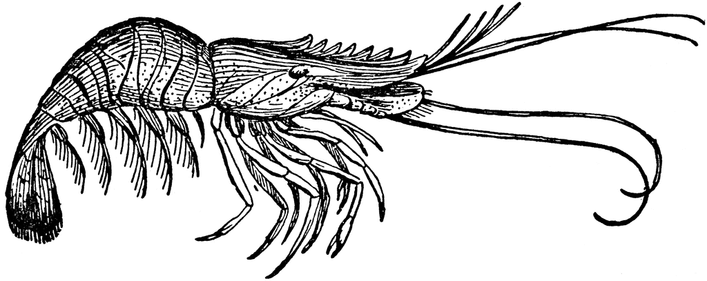 1024x407 Seafood Clip Art Free Clipart Of Fish Bass Shrimp 9
