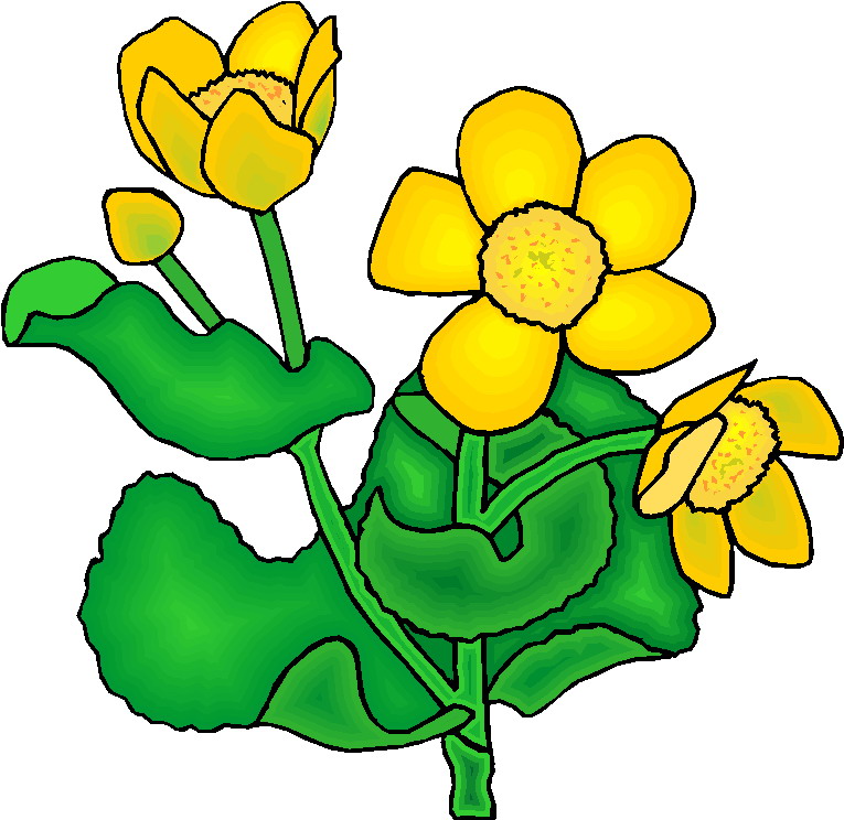 765x744 Shrub Clipart Plant Flower