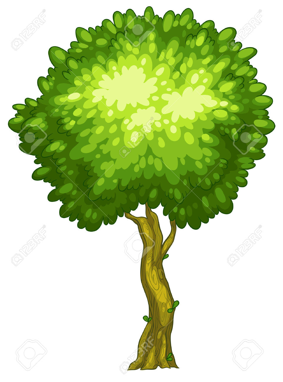 962x1300 Shrub Clipart Tall Tree