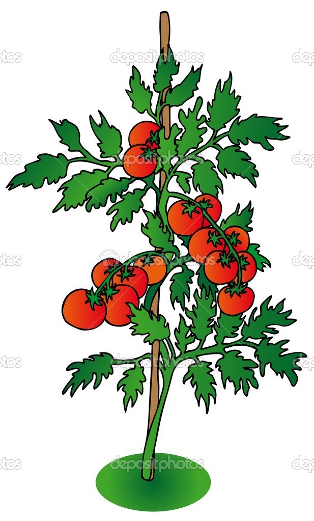 617x1023 Small Bush Clipart